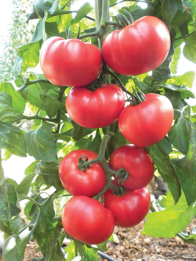 Beefsteak Heirloom Tomato Seeds - NON-GMO, Slicing Variety, Solanum lycopersicum, Organic, Heirloom, Free Shipping