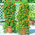 Black Eyed Susan Vine Seeds - 50+ Thunbergia alata Flower Seeds for Garden, Patio, Container, Climbing Vine, Yellow with Dark Centers