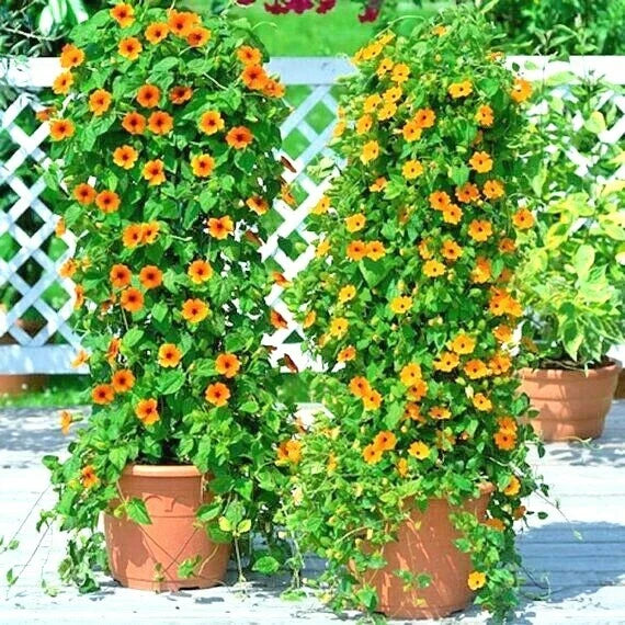 Black Eyed Susan Vine Seeds - 50+ Thunbergia alata Flower Seeds for Garden, Patio, Container, Climbing Vine, Yellow with Dark Centers