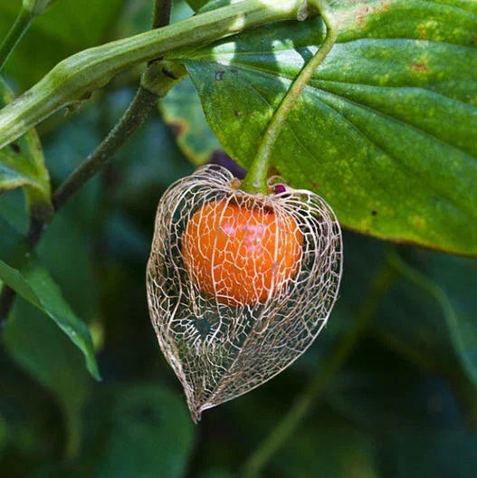 Chinese Lantern Flower Seeds - 200 Dried Orange Seed Pods for Pollinators - Physalis alkekengi - Dried Cut Flowers for Garden & Decor