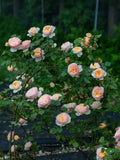 Climbing Rose Live Plant - HanXian Chinese Rose, Own Root, æ¶µä»™ - Perfect for Gardens and Trellises