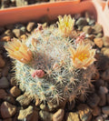 Mammillaria Candida Cactus Bare Root Plant – White Spines, Easy Care Succulent for Indoor Gardens