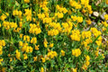 Birdsfoot Trefoil Seed - Forage Legume for Pasture, Hay, Silage | Lotus corniculatus | 5 Pounds