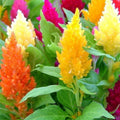 Pampas Plume Mix Celosia Seeds, Non-GMO, Vibrant Colors, Annual Flowers, Celosia argentea, Garden Seeds, 50-1,000 Pack