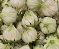 White Roselle Hibiscus Seeds - Hibiscus Sabdariffa, Jamaican Sorrel, Ornamental & Edible Plant, 25 Seeds