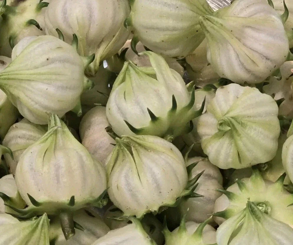 White Roselle Hibiscus Seeds - Hibiscus Sabdariffa, Jamaican Sorrel, Ornamental & Edible Plant, 25 Seeds