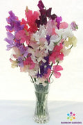 Winter Romance Sweet Pea Seeds - 50+ Pack, Fragrant Climbing Vine, Lathyrus odoratus, Garden Planting, USA Grown