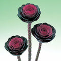 Ornamental Kale Seeds - Crane Red Variety - 40 Seeds - Brassica oleracea - Vibrant Red and Green Foliage