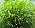 Organic Lemongrass Seeds - 100 Non-GMO Cymbopogon Flexuosus for Culinary & Garden Use