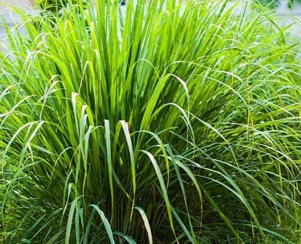 Organic Lemongrass Seeds - 100 Non-GMO Cymbopogon Flexuosus for Culinary & Garden Use