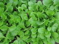 Corn Salad Seeds - 750+ Valerianella locusta Heirloom Herb for Salad Gardens - Easy to Grow, Non-GMO, Indoor & Outdoor Cultivation