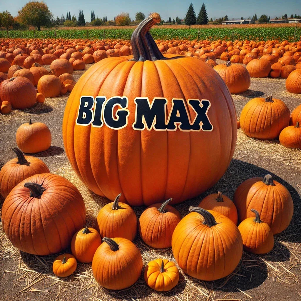 Big Max Pumpkin Seeds – Heirloom, Non-GMO, Prize-Winning, Giant Pumpkin, Cucurbita pepo, Pack of 15