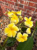 Bali Yellow Plumeria Seedling in 2.5 Inch Pot - Tropical Flowering Plant - Fragrant Yellow Blossoms - Plumeria spp.