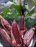 Double Red Sweet Corn Seeds - Non-GMO Zea mays, 50+ Seeds for Home Garden, Sweet, Vibrant Red Color, Easy to Grow