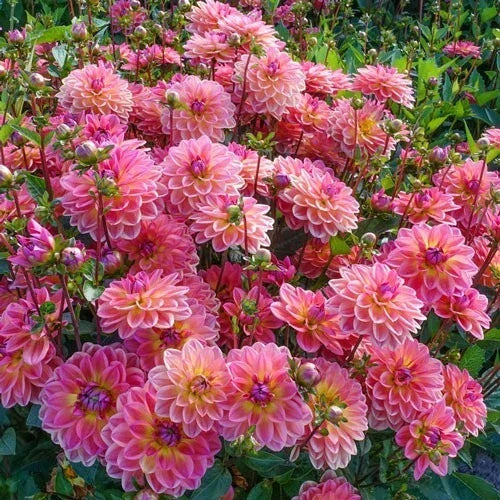 Dahlia Flower Seeds - Pacific View Perennial Seeds for Garden Beds & Containers - Dahlia pinnata