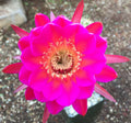 Echinopsis Schick Hybrid Unrooted Buds - 2" Pot Cactus Variety for Experts, Compact, Vibrant Flowers