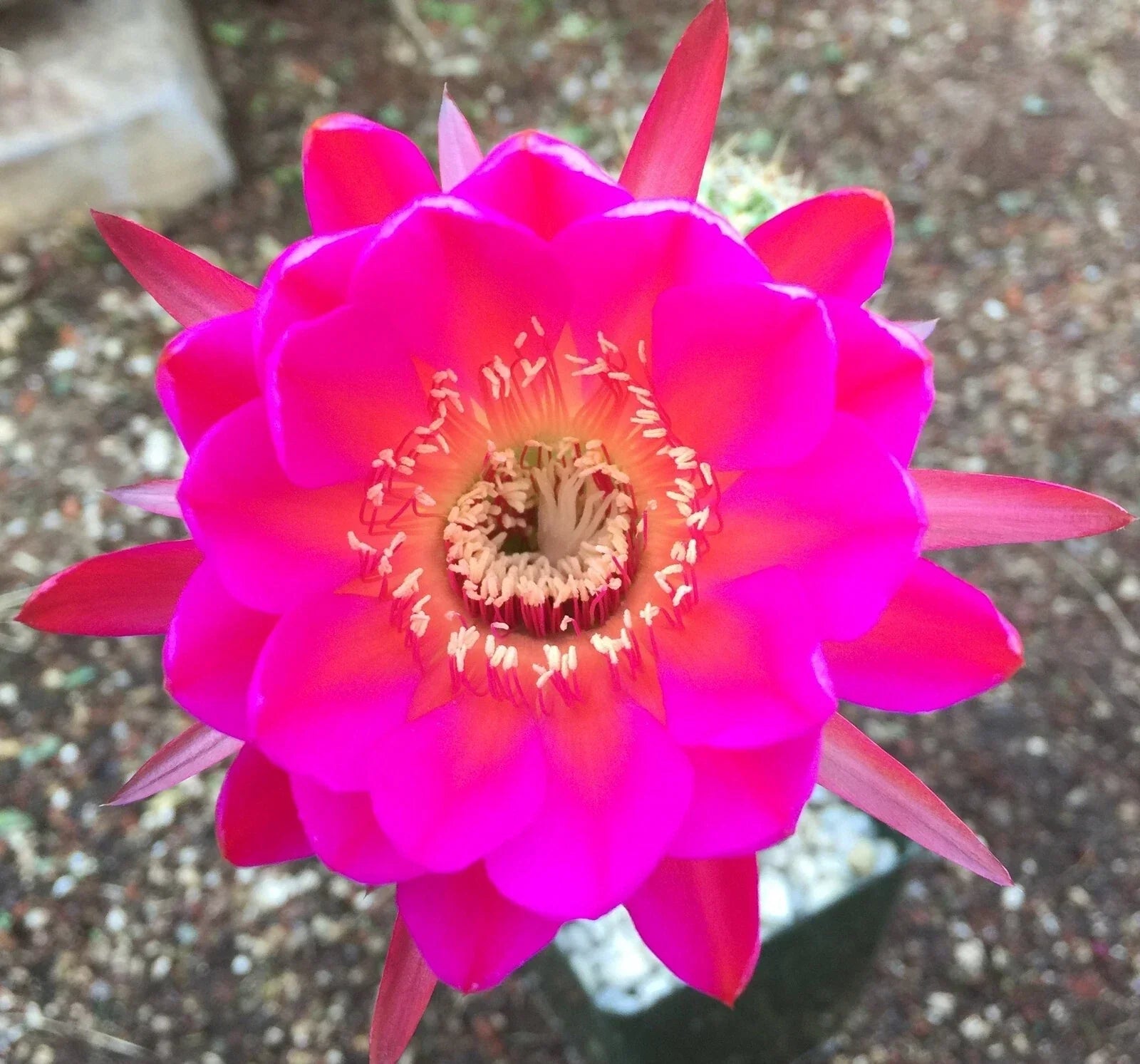 Echinopsis Schick Hybrid Unrooted Buds - 2" Pot Cactus Variety for Experts, Compact, Vibrant Flowers