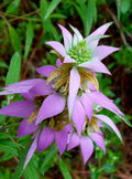 50+ Spotted Bee Balm Seeds | Monarda punctata L. | Drought-Tolerant Perennial Herb for Pollinators