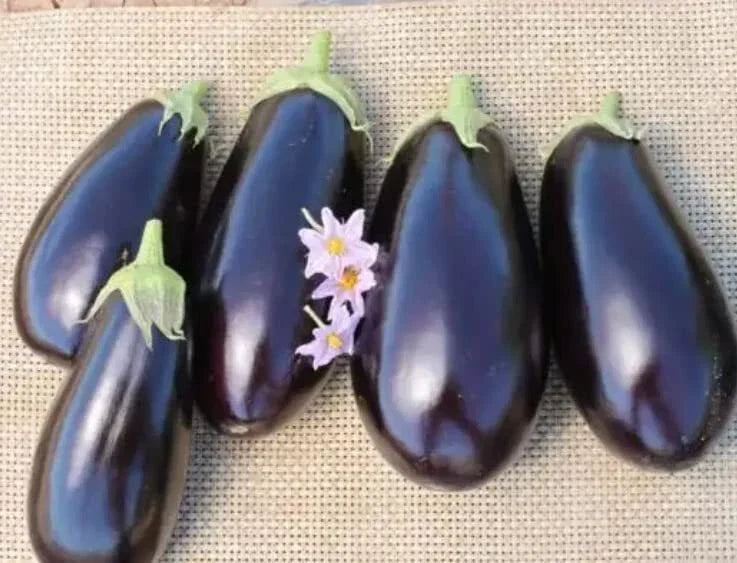 American Hybrid Eggplant Seeds - 20 Pack, Solanum melongena, Heirloom Vegetable Gardening, Non-GMO, Full Sun, High Yield