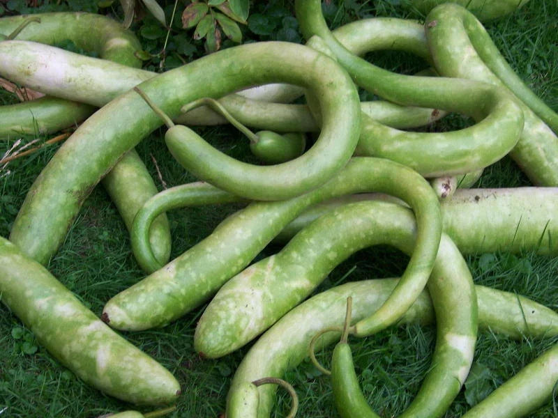 Snake Gourd Seeds Pack of 20 Trichosanthes cucumerina Exotic Vegetable Seeds for Home Gardening