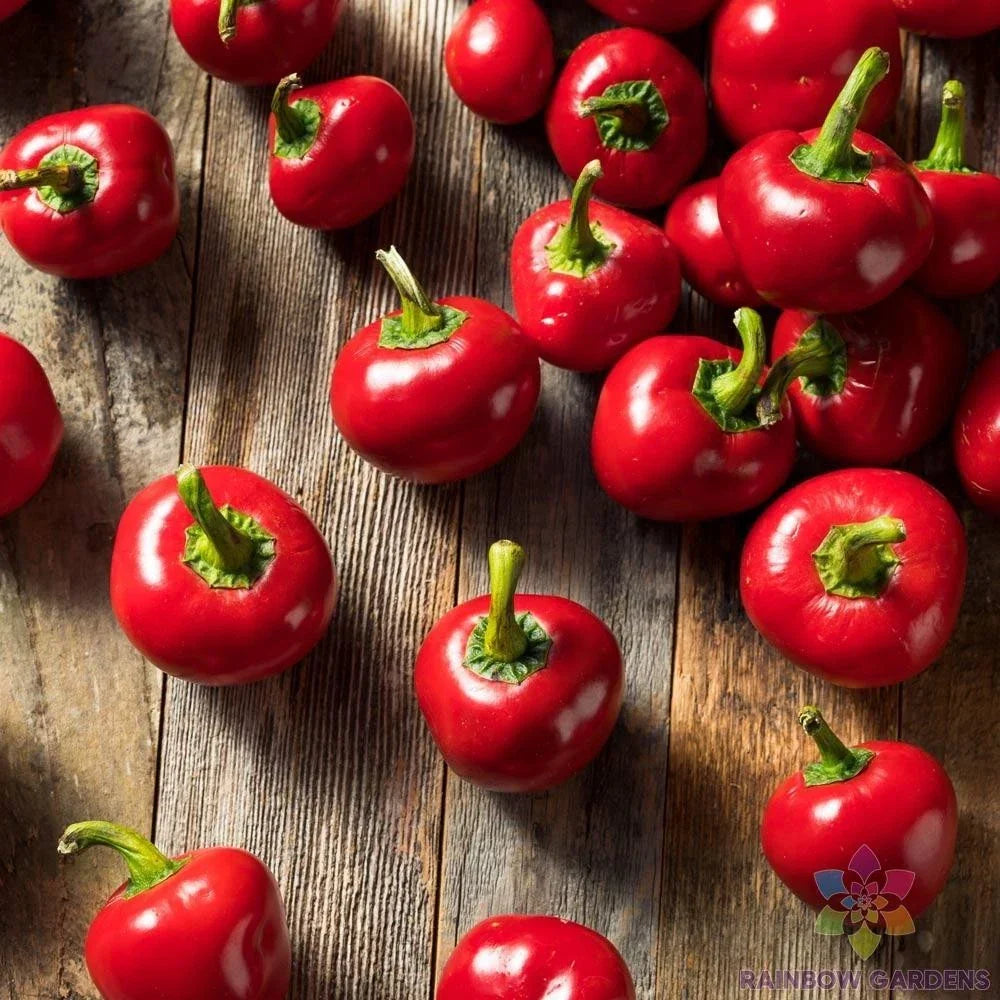 Cherry Bomb Sweet Pepper Seeds - 25+ Pack, Capsicum annuum, Garden Planting, Non-GMO, Full Sun, Compact Bushy Plant