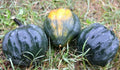 Table Queen Acorn Squash Seeds - 20 Fresh Premium Seeds - Cucurbita pepo