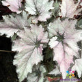 Champagne Bubbles Begonia Seeds - 25+ Premium Begonia x tuberhybrida Seeds for Garden Planting