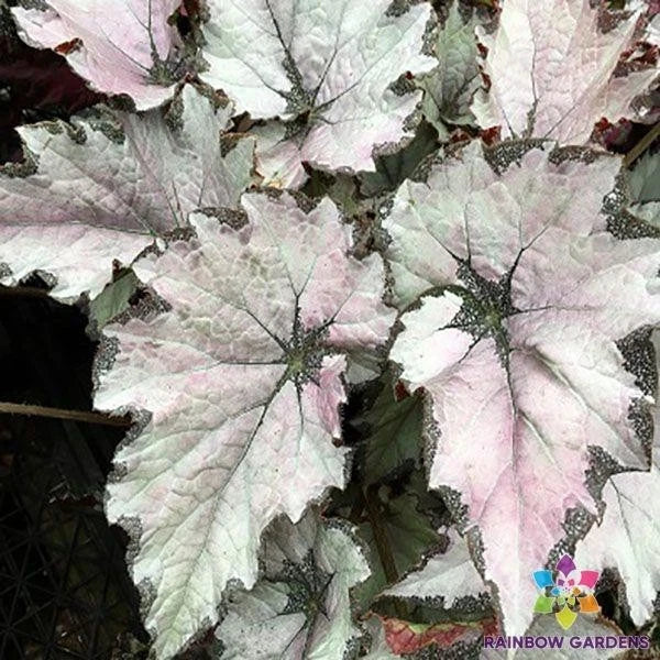 Champagne Bubbles Begonia Seeds - 25+ Premium Begonia x tuberhybrida Seeds for Garden Planting
