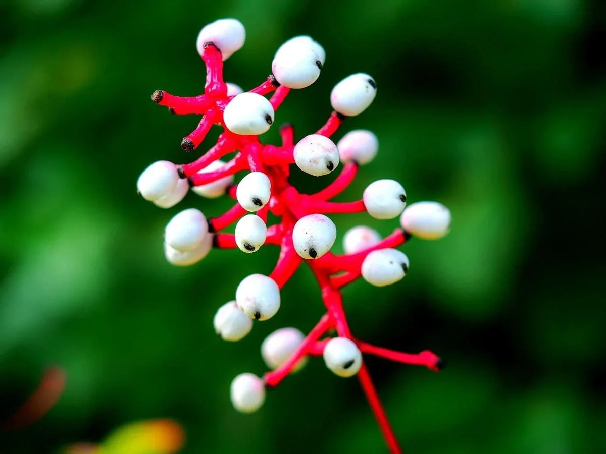 Doll's Eyes Wildflower Seeds - 20+ Non-GMO Actaea pachypoda Perennial for Shade Gardens