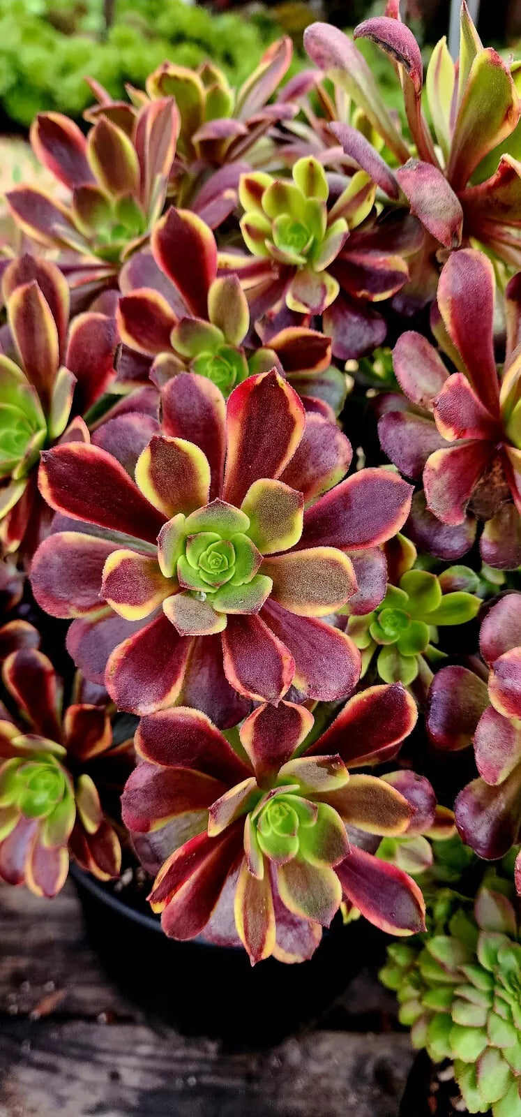 Aeonium Superbang Cutting - 3 Inch Succulent Plant, Indoor/Outdoor Houseplant, Rosette Foliage, Drought-Tolerant, Low Maintenance