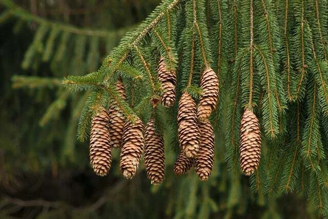 Norway Spruce Tree Seeds - 50 Seeds, Evergreen Picea Abies for Landscaping, Reforestation, Windbreaks, Privacy Screens