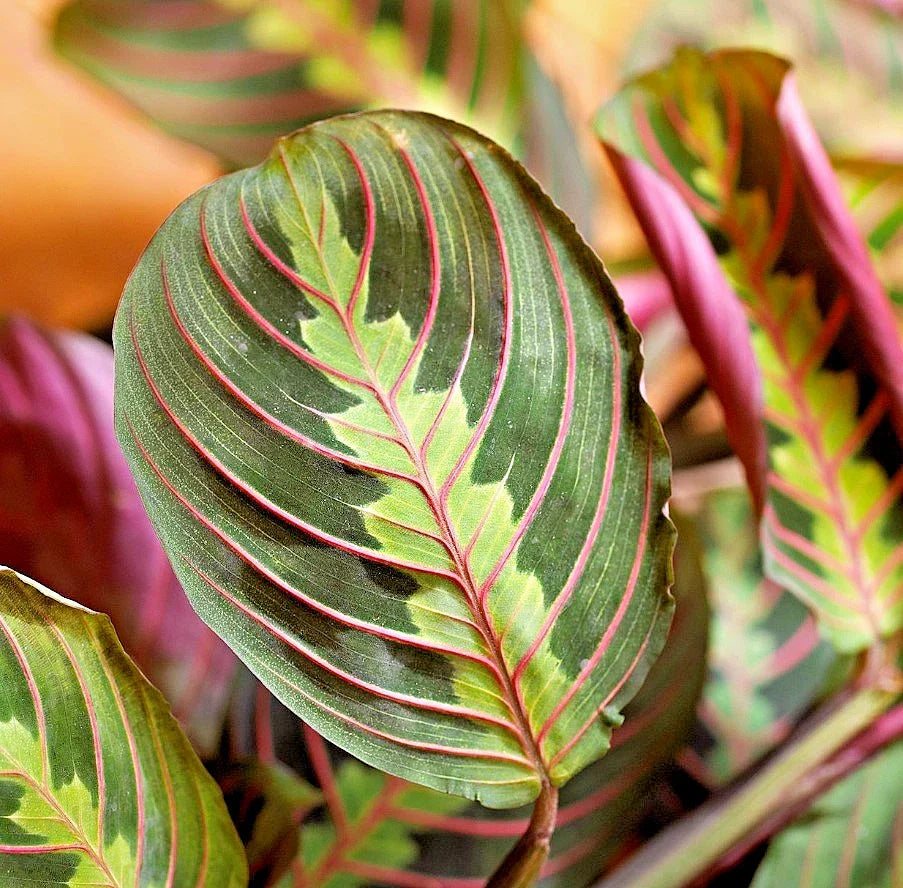 Maranta Red Houseplant Cutting 3-6" Well-Rooted Vibrant Foliage Maranta leuconeura