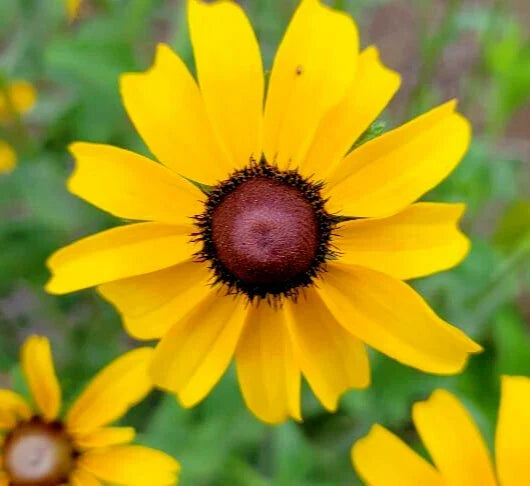 Black-eyed Susan Seeds 25 Pack Rudbeckia Hirta Florida Native Flower Attracts Bees & Butterflies