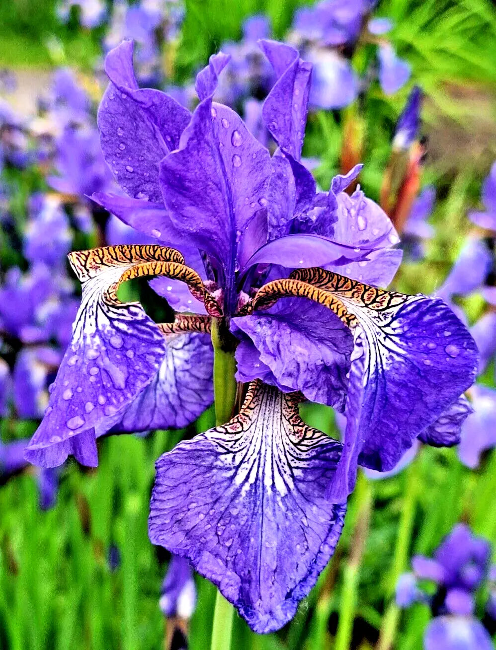 Lavender-Blue Siberian Iris Seeds - 100 Seeds, Iris sibirica, Perennial Flower, Garden Plant, Full Sun to Partial Shade