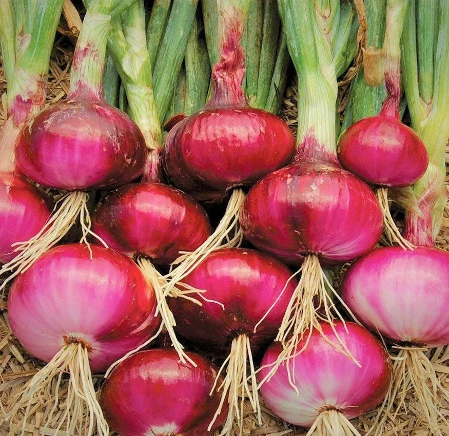 Ruby Red Onion Seeds – Non-GMO Sweet Long Day Allium cepa for 2025 Planting, Bulb-Forming, Full Sun Garden Seeds