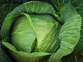 Cabbage Seeds - 1000+ Heirloom Brunswick - Non-GMO Organic Brassica oleracea Seeds for Home Gardening