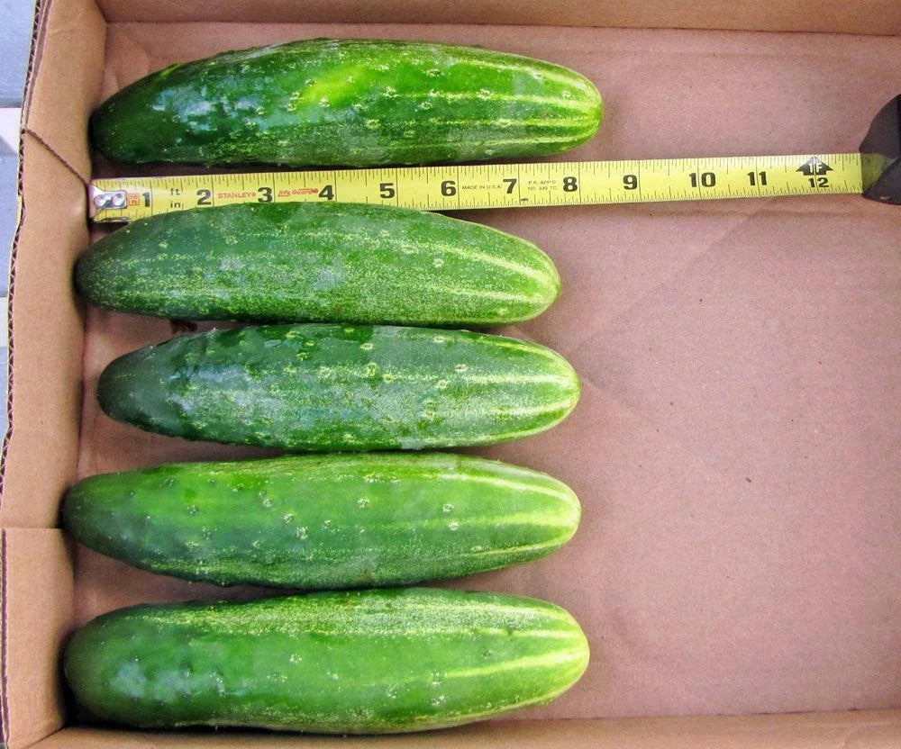 Organic Cucumber Seeds - Straight 8" Pickles Variety for Vegetable Garden & Container - Cucumis sativus