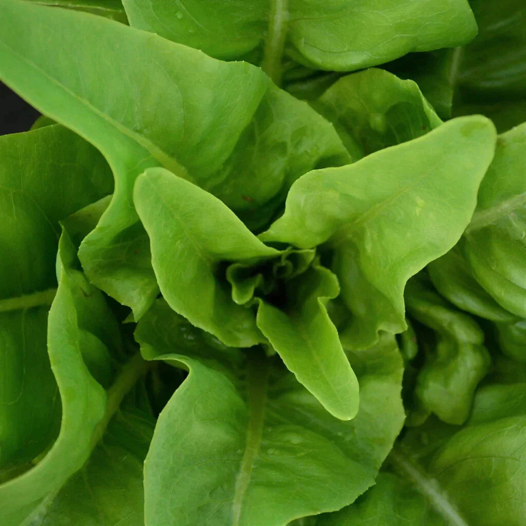 Amish Deer Tongue Lettuce Seeds - Non-GMO Heirloom, Organic Gardening, Loose-Leaf, Lactuca sativa