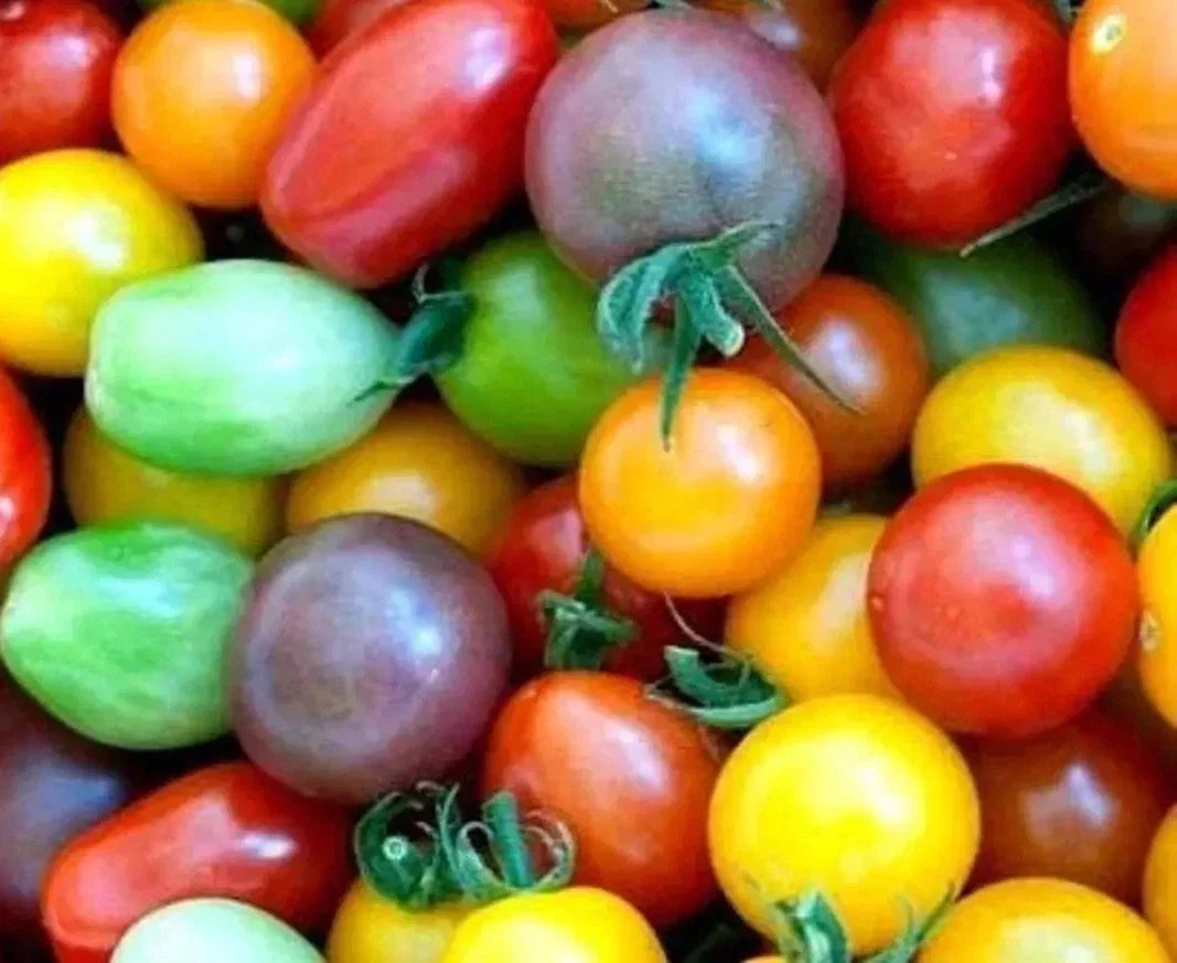 Rainbow Cherry Tomato Seeds - Organic Non-GMO Heirloom Variety for Container Gardening, Sweet Colorful Fruit, Solanum lycopersicum