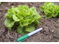 Tom Thumb Leaf Lettuce Seeds - Compact Lactuca sativa for Salad Greens, 50 Seeds, Easy to Grow, Fast-Germinating, Non-GMO Seed Packet