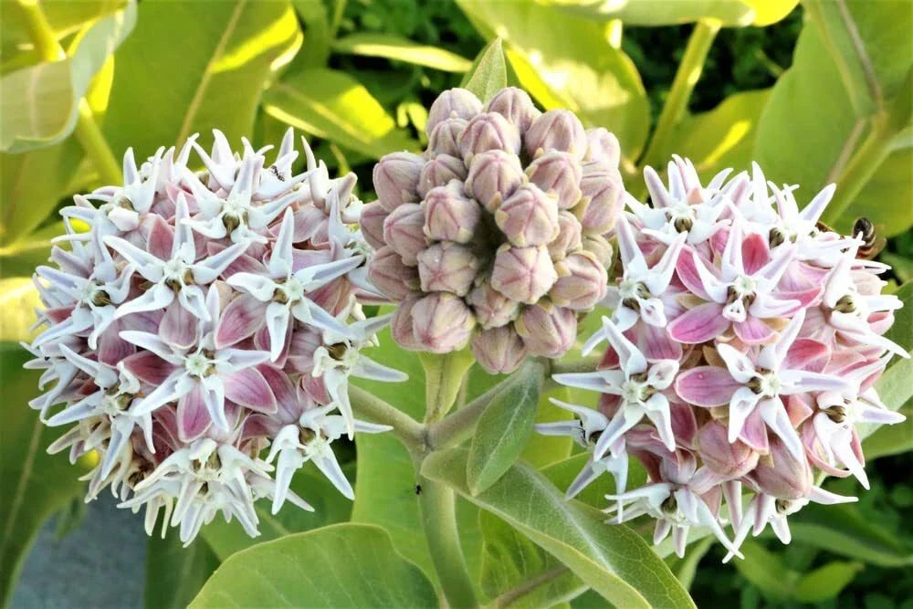 Showy Milkweed Seeds 50 Pack - Asclepias speciosa Native Pollinator Butterfly Attractor Wildlife Friendly