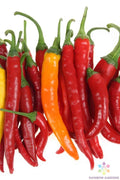 Jwala Finger Hot Pepper Seeds - 25+ Pack, Capsicum annuum, Spicy Culinary Peppers, USA Grown, Organic, Non-GMO