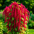 Amaranth Seeds 6000+ Love Lies Bleeding - Autumn Garden Flower - Amaranthus caudatus, Cascading Red & Green Blooms
