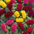 Cockscomb Seeds - Celosia Crested Mix - Vibrant Flowering Annual - Celosia argentea - 190 Seeds