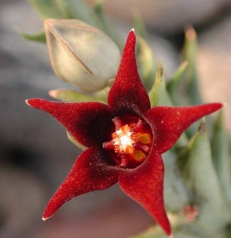 Orbea Semitubiflora Succulent 3.5" Potted Plant with Starfish Flowers, Drought-Tolerant Indoor Outdoor Plant
