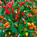 Chinese Ornamental Hot Pepper Seeds, Capsicum annuum, Colorful Garden Variety, Non-GMO, Full Sun, 25+ Seeds, USA Free Shipping