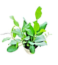 Ficus Audrey Live Plant in 4-Inch Pot, Fiddle Leaf Fig, Ornamental Ficus benghalensis, Indoor Houseplant