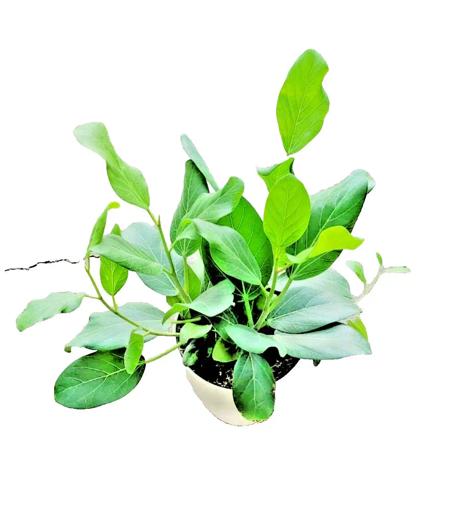 Ficus Audrey Live Plant in 4-Inch Pot, Fiddle Leaf Fig, Ornamental Ficus benghalensis, Indoor Houseplant