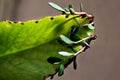 Kalanchoe Pinnata Plant - Starter Succulent with Green Leaves - Hawaiian Love Katakataka - Easy Care Houseplant