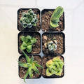 Live Haworthia Succulent Plant – 2" or 4" Fully Rooted Indoor Gift – Haworthia Attenuata, Low-Light, Easy Care